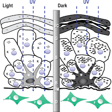 The human skin and its related structures are known as. The Regulation Of Skin Pigmentation Journal Of Biological Chemistry