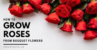 Cut flower location, like real estate is where it's all at, baby 😉. 3 Simple Steps To Grow Roses From Cut Flowers The Girl With A Shovel