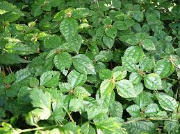 Image result for Urticaceae