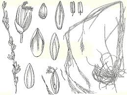 Image result for Steinchisma laxum