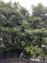 Image result for Mimusops obtusifolia