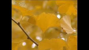 イチョウの変化 春 夏 秋 Nhk For School