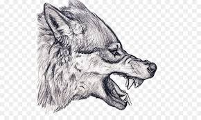 Wolf Zeichnung Knurren Kunst Skizze Skizze Wolf Png Herunterladen 564 523 Kostenlos Transparent Kopf Png Herunterladen
