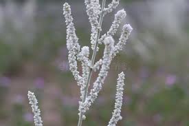 Image result for Aerva javanica