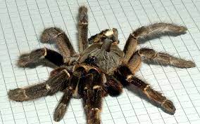 Underneath the fovea, inside the tarantula, the dorsal dilator muscle is attached to the apodeme. Ceratogyrus Wikipedia