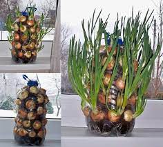 How To Grow Onions Vertically On Your Window Sill Wonderfuldiy Indoor Vegetable Gardening Growing Onions Plants
