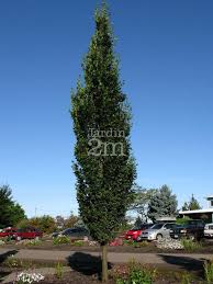 Chene A Port Fastigie Tres Etroit Porte Un Feuillage Vert Brillant Tournant Au Jaune A L Automne Tres Resistan Raised Garden Planters Raised Garden Backyard