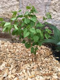 Terrasse Garten Vorplatz Wintergarten In 2020 Garten Vorplatz Bilder