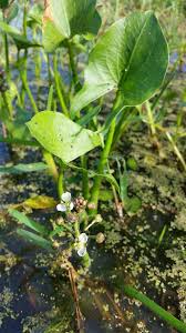 Image result for Limnophyton obtusifolium