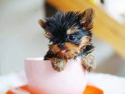 Teacup Puppy Teacup Yorkie Puppy Teacup Puppies Cute Baby Animals