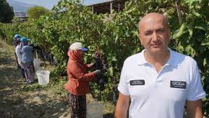 Manisa Üzümü Dünyaya Açıldı: Rekolte Umut Veriyor, Cebimize Ne Katıyor?