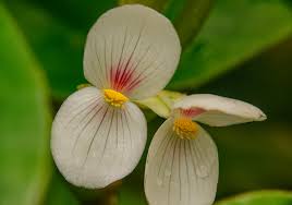 Image result for Begonia ampla