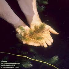 Image result for Ceratophyllum