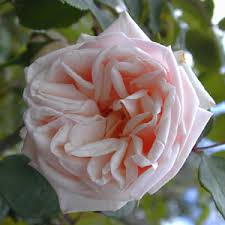 Adam Tea Climbing Rose buy in Springvale