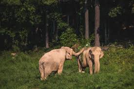 The Elephant Sanctuary in Tennessee