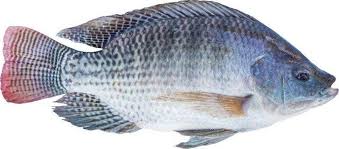 Starting Tilapia Fish Farming Business Plan Pdf Startupbiz Global Tilapia Fish Farming Fish Farming Business Plan Pdf