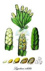 Image result for Lygodiaceae