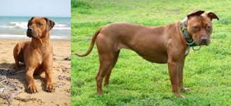 They are too large to be a lap dog but will enjoy cuddling with you on your couch just as much as going for long. Rhodesian Ridgeback Vs American Pit Bull Terrier Breed Comparison
