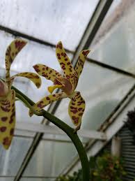 Image result for Ansellia