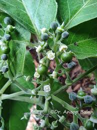 Image result for Cayratia gracilis