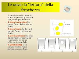Maybe you would like to learn more about one of these? Conoscere Le Uova Le Uova Con Il Termine
