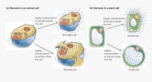Touch this image to discover its story. When Water Leaves An Animal Cell It Shrinks Hd Png Download Transparent Png Image Pngitem