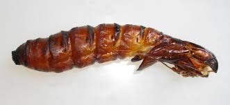 The witchetty grub is a common name for the large edible grubs of a number of different species of insect. Witchetty Grubs The Australian Museum