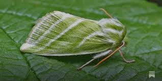 Image result for Pyrausta nigrata