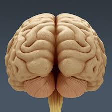 Human Body Internal Organs Anatomy 3d Model Max Obj 3ds Fbx C4d Lwo Lw Lws Cgtrader Com Human Brain Anatomy Brain Anatomy Human Brain