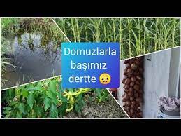 domuzlarla basimiz belada kahvalti sofrasi hepsini calmislar imam duzundeki yerimiz su kuyusu youtube iman bahce