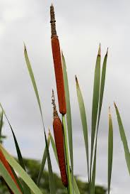 Image result for Typha capensis