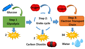 Cellular Respiration Lesson For Kids Definition Steps Study Com