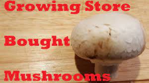 Whether you choose to grow the mushrooms indoors or outdoors, keep the soil damp and at the appropriate temperature. Growing Store Bought Mushrooms Youtube