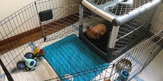 Setting Up Your Dog S Crate For Comfort Safety