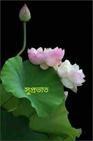 Subho sakal status photo image in bangla. Pin By Shila Biswas On Supraà¦­ à¦¤ Subhoà¦¦ à¦ª à¦° Shuvo à¦¸à¦¨ à¦§ à¦¯ Subho à¦° à¦¤ à¦° Good Morning Images Morning Pictures Good Morning Images Download