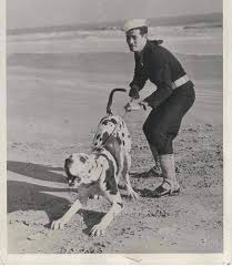 Klassy great danes in colorado, erie, co. Great Danes Album On Imgur