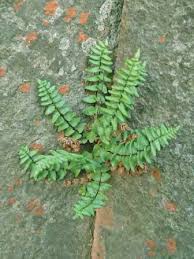 Image result for Asplenium diplazisorum