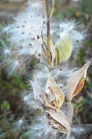See more ideas about milkweed, seed pods, milkweed seeds. Wisconsin Milkweed Photos Free Royalty Free Stock Photos From Dreamstime