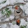 flicker bird from www.audubon.org