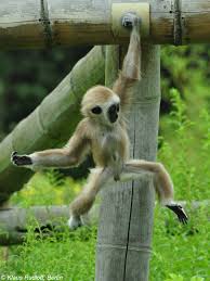 Image result for Hylebates cordatus