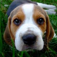 samye umnye sobaki rejting porod sobak sostavili kinologi krupnejshej organizacii sobakovodov