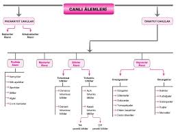Canlilarin Dunyasi Konu Anlatimi 9 Sinif Biyoloji Ders Notu