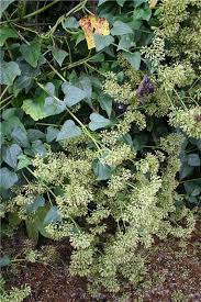 Image result for Mikania sp.