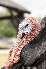 Check spelling or type a new query. Turkey On A Farm Detail Of A Bird Big Bird Thanksgiving Stock Photo Picture And Royalty Free Image Image 48519008