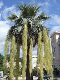 Date Palm Looks Incredibly Productive Unique Trees Palm Trees Weird Trees