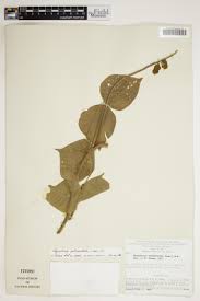 Image result for Rhynchosia caribaea