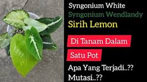 We did not find results for: Beringin Putih Okulasi Dua Beringin Ficus Bejamina Varigata Dan Lokal Terbaru 2021