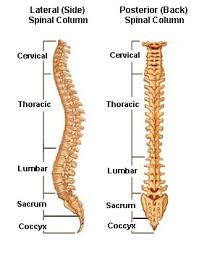 Spinal Cord Injury Levels Can Be Expressed In Many Ways And It Is Important To Understand The Correlations For E Spinal Spinal Column Spinal Cord Injury Levels