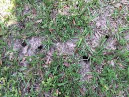 Garden lizards are always making holes in my yard, they are a constant trouble. Holes In My Yard