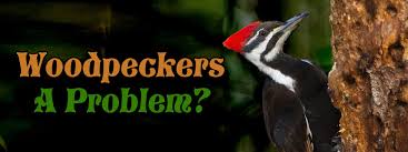 This insectivorous bird is a mostly sedentary inhabitant of deciduous forests in eastern north america, the great lakes, the boreal forests of canada and parts of the pacific coast. Woodpeckers And Log Homes